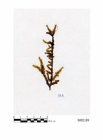 藏品(大灰氣苔)的圖片
